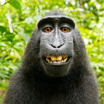 make it to the end to become monke