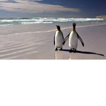 Team penguin #emperor penguin