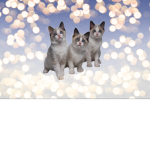 kittens are cool!!