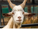 Goat peeps