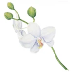 dearorchids