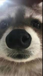 Raccoons friend's