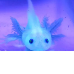 Axolotl Fun club