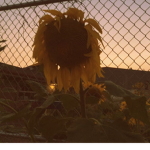 My Sunflower Group For Boys And Girls