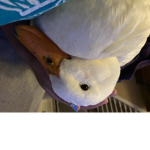 GoldenKiwi