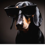 The cool dogs!