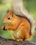 The Squirrel Fam!