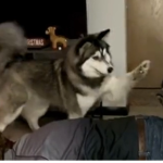 Dogguni