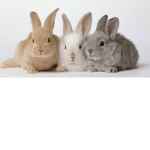 Ela3438tr BUNNY
