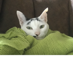 Mega Cats Gang