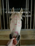 equestrian G R O U P ! !