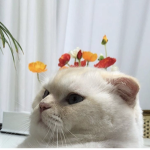Neko’s