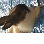 team bunnys and cats