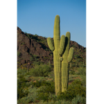 Cactus Bell