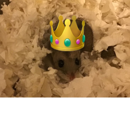 Nibbles Kingdom