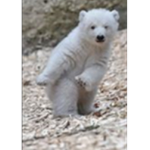 PolarPenguinHuskyCrew