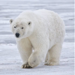 Polar Bear Creations.
