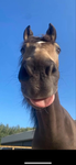 Solar stable
