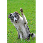 Dogo-Group
