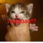 SupBroMemito