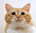 ! love cats