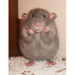 Piggy but cooler