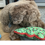 PennyPuppy