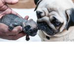 the pug order