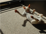 Meow.
