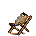 Resting Chomik
