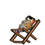 Resting Chomik