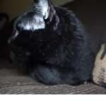 Fat Cat Love