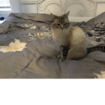 Cats are robux