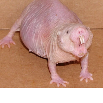 Rat musem