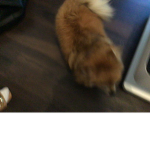Sionic and tails