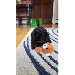 Puppys only :)