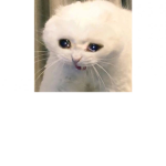 Animalitos_xd_holis