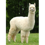 Alpaca Gods