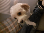 Maisy moo