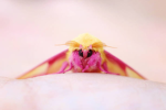 moth!