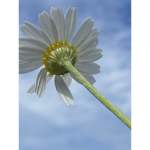daisy because the group photo
