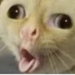 Cursed Cats group