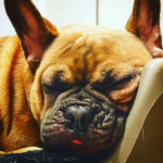 Sleeping pups studio’s
