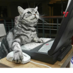 Random gamers/ gamr kittens