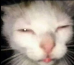 CATS GROUP :DDD