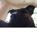 Dog squad group!!!
