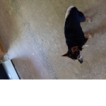 Puppygods