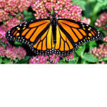 Monarch Butterfly Family
