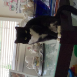 Kitty inc