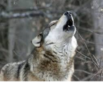 FLAMING IS THE WOLF KING